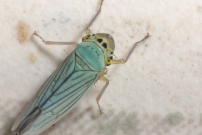 *La Cicadelle verte (Homoptre - Cicadellidae - Cicadella viridis) 